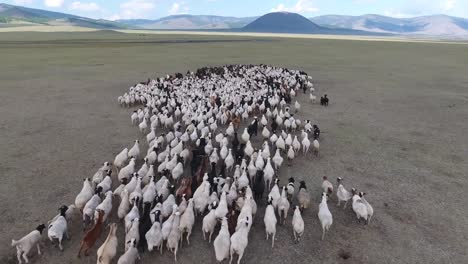 Luftdrohnenaufnahme-Einer-Schafherde-In-Der-Endlosen-Landschaft-Der-Mongolei